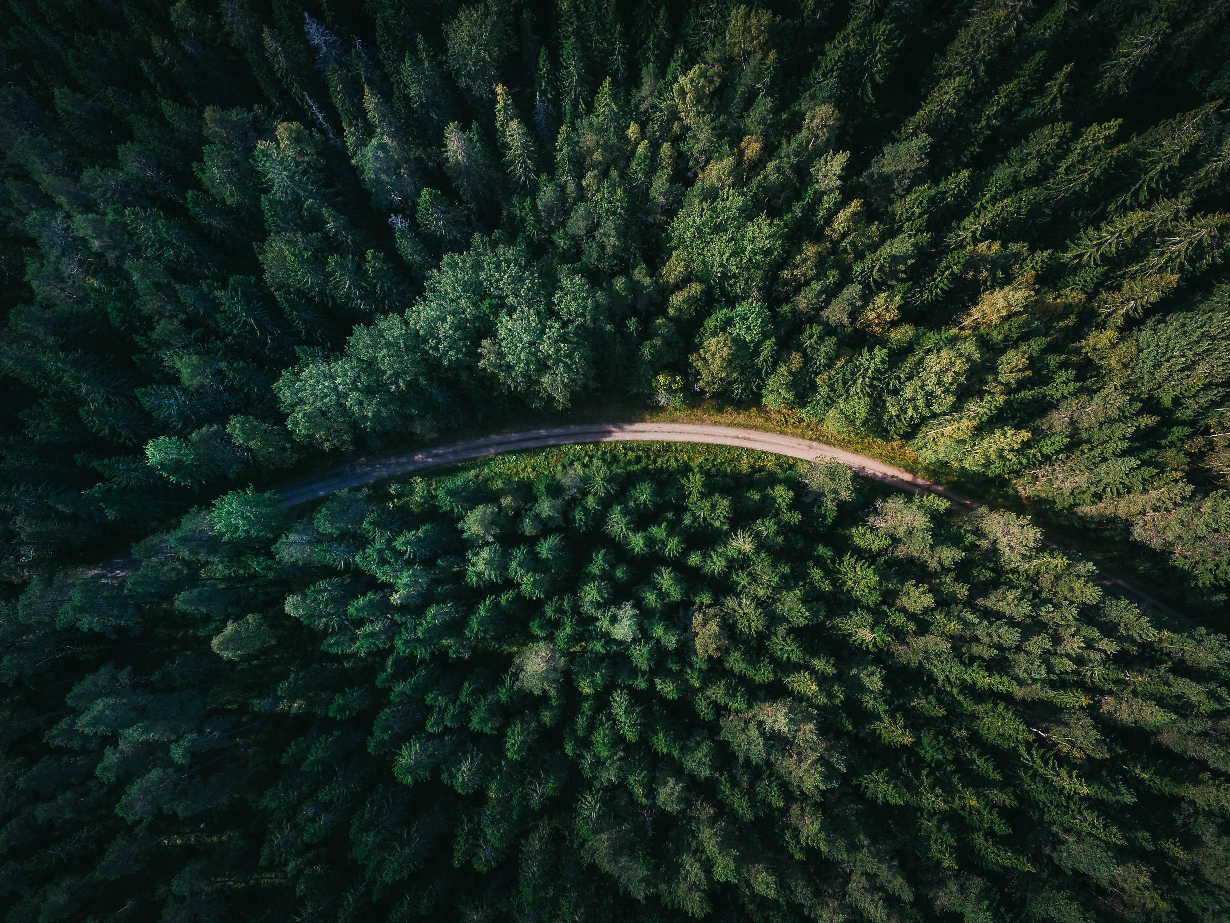 Une forêt
