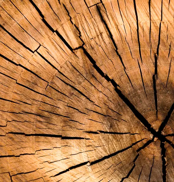 Photo d'un tronc d'arbre vue en coupe